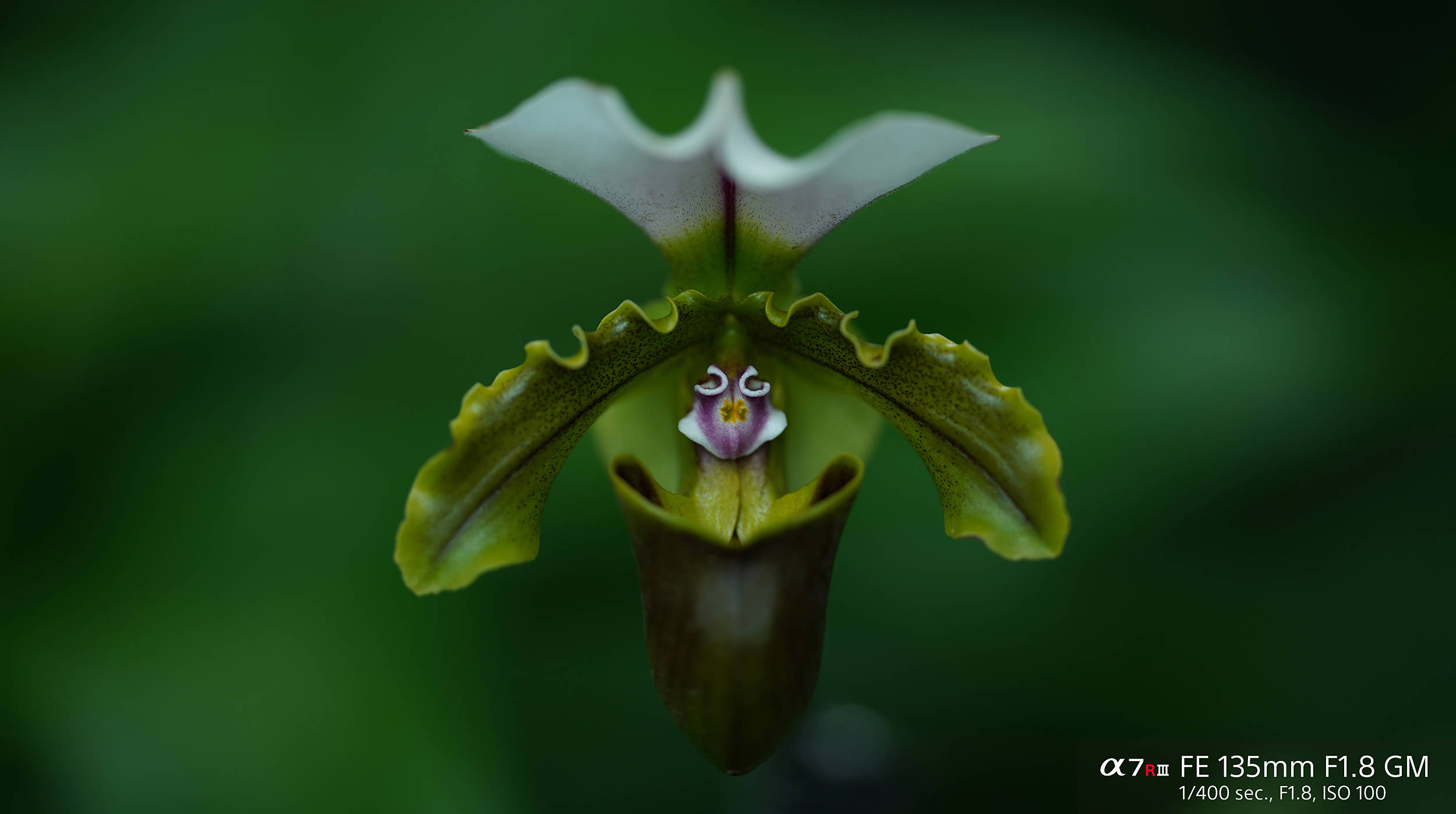 SONY FE 135mm f/1.8 GM image 5
