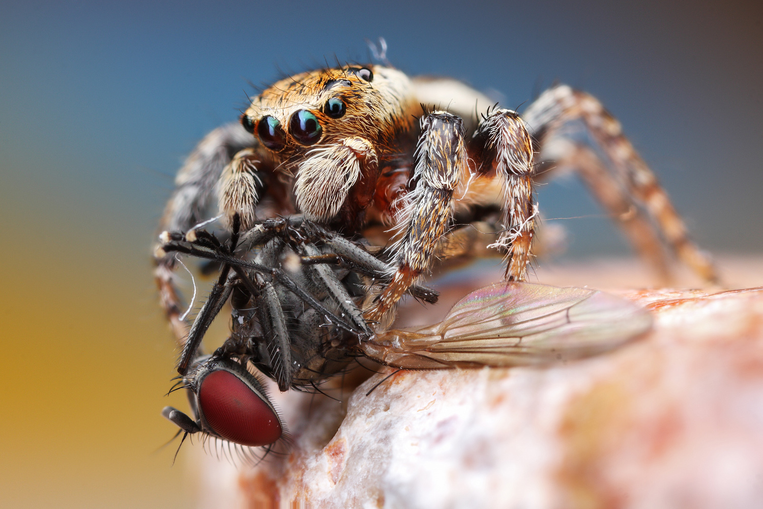 Pavouk hoduje na mouše © Josef Arnošt