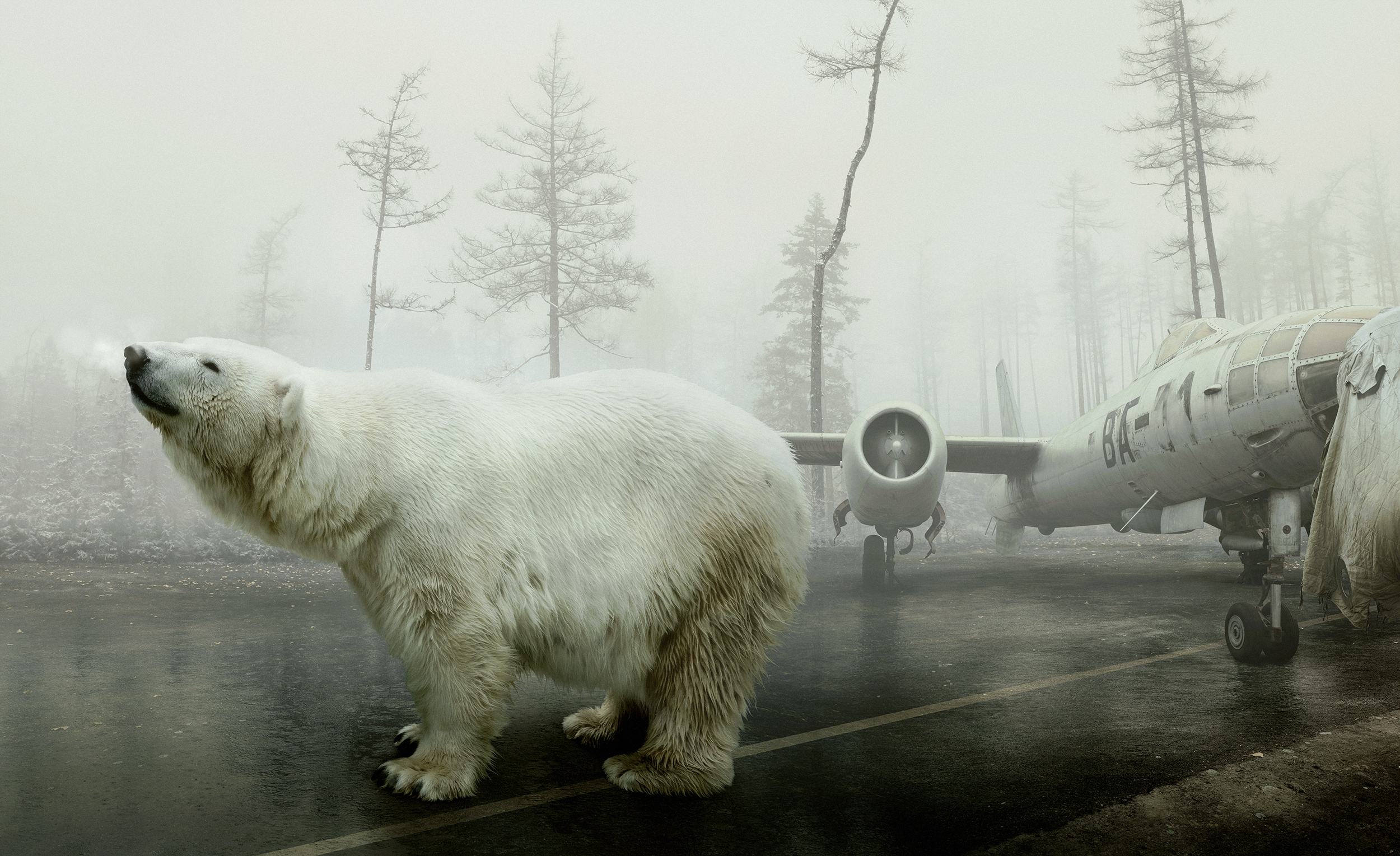 Bear With Me © Martin Stranka
