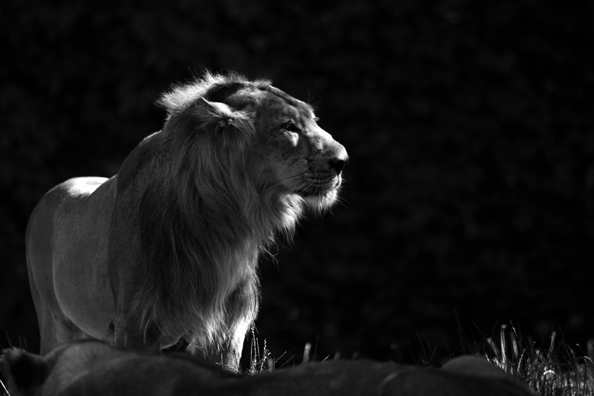 Až zařve lev © Jan E. Svatoš